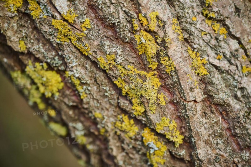 Common orange lichen