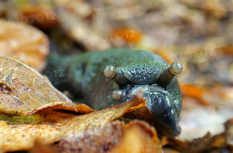 Roundback slug