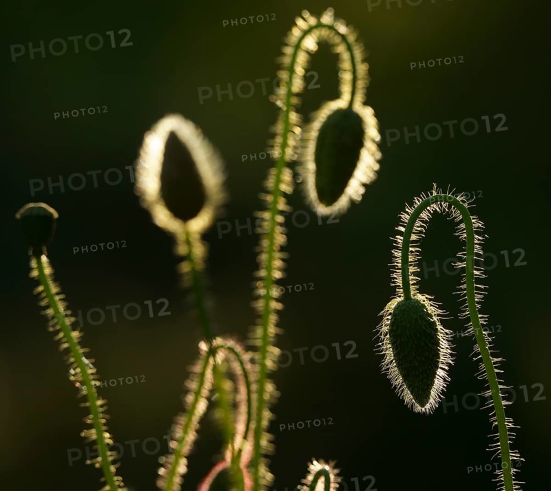 Poppy flowers