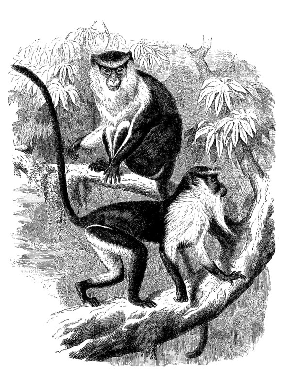 Nun monkey