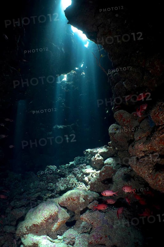 Shoal of white fringed soldierfish