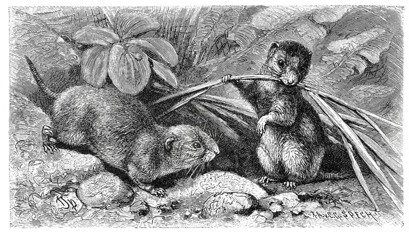 Common vole
