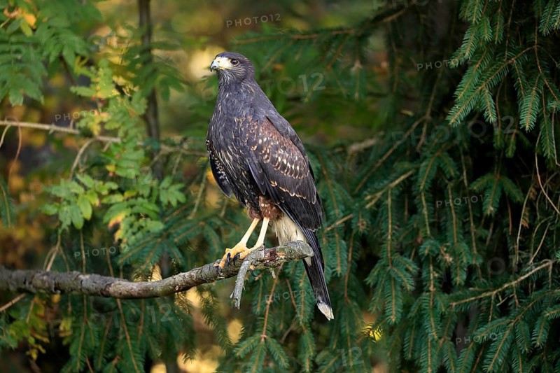 Harris's hawk