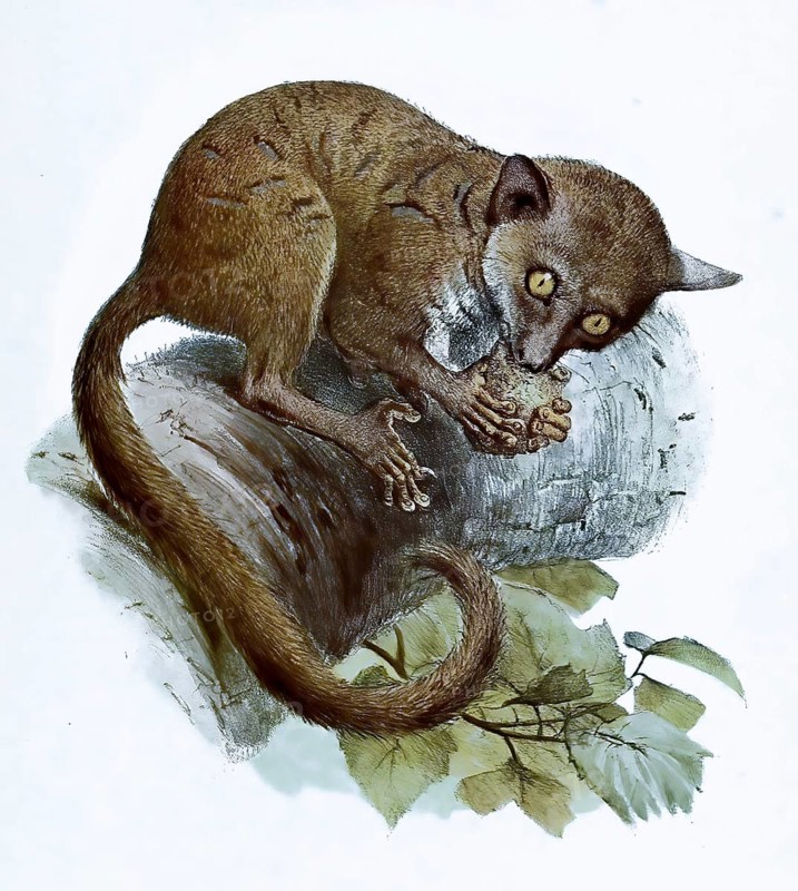 Galago