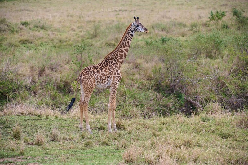 Masai giraffe