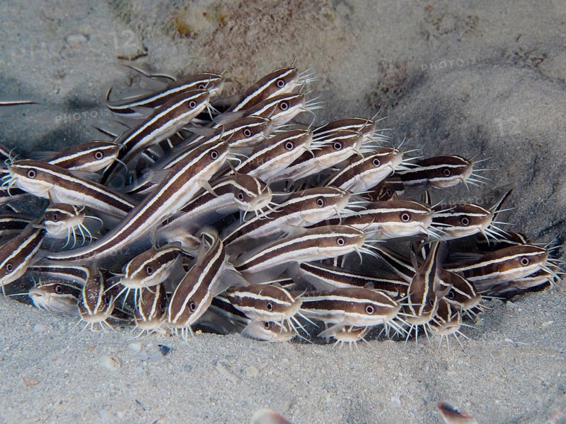 Striped eel catfish