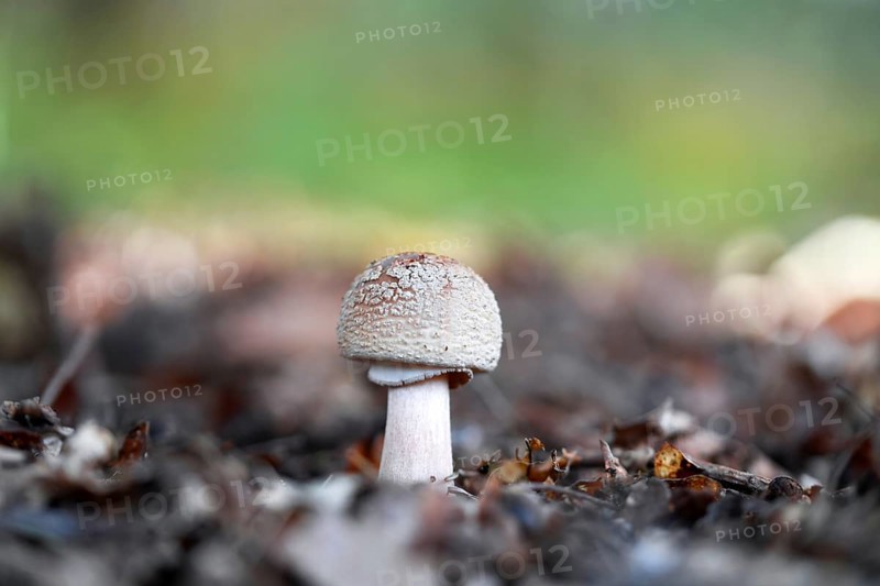 Pearl mushroom