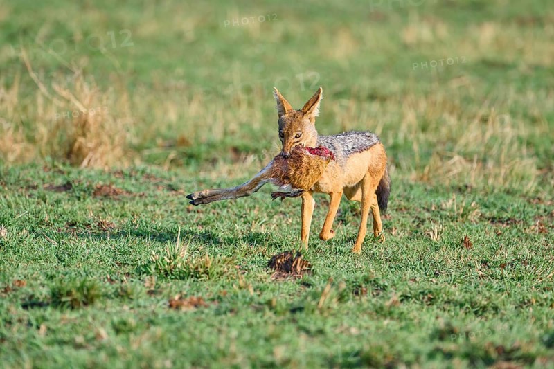 Black-backed jackal