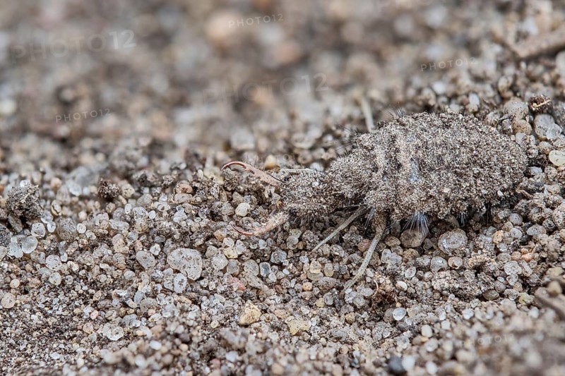 European ant lion