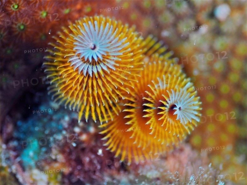 Yellow christmas tree worm