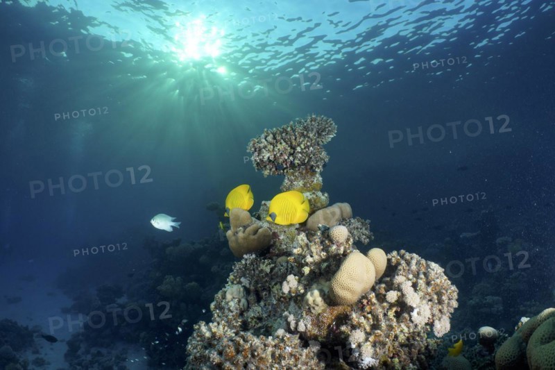 A pair of bluecheek butterflyfish
