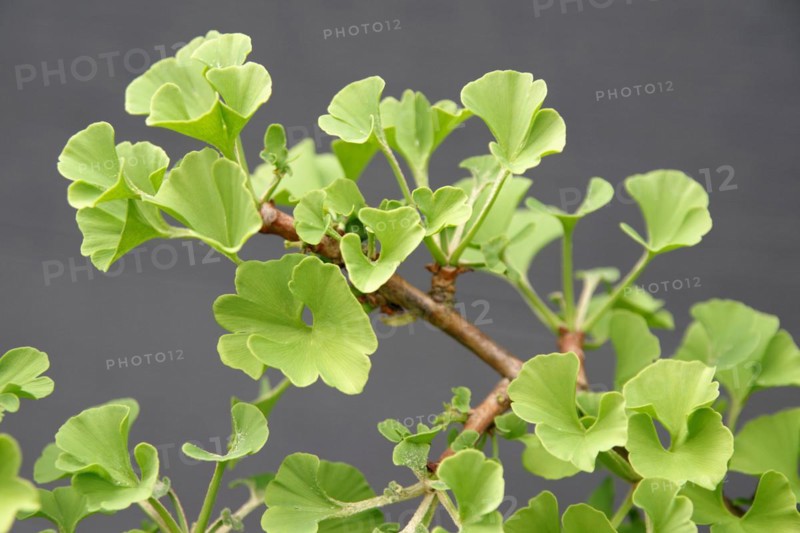 Ginkgo