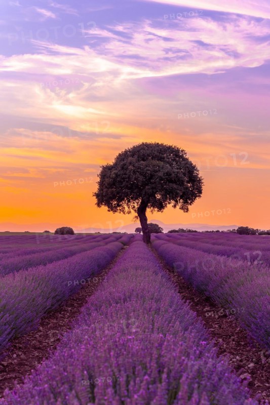 Lavender field at sunset