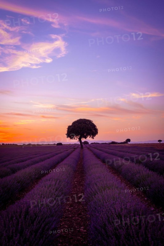 Beautiful sunset in a lavender field in summer