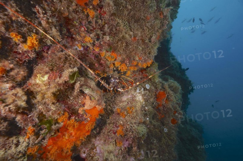 European spiny crayfish