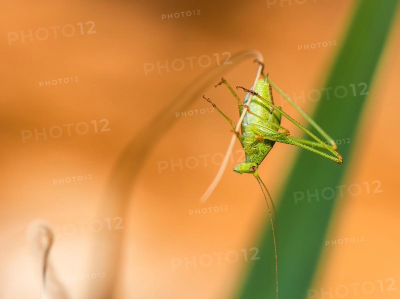 Speckled Bush-cricket