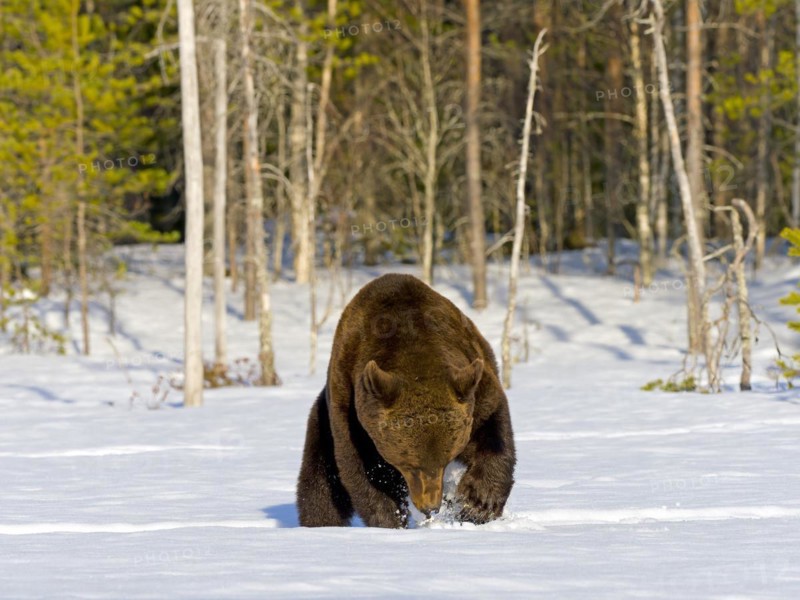 European brown bear