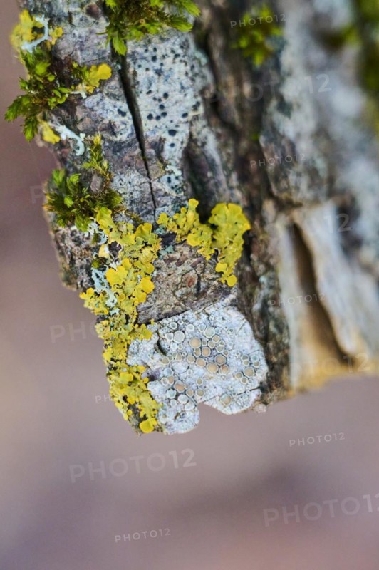 Common orange lichen