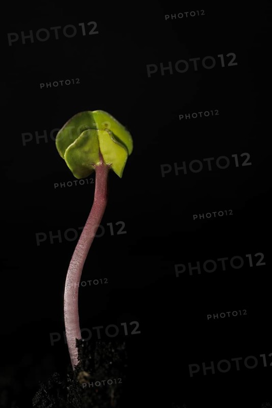 Shoots of black radish