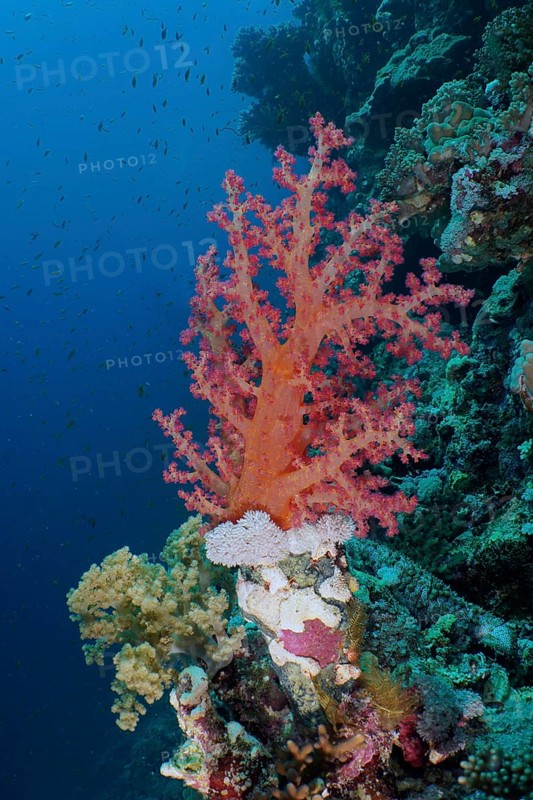 Klunzinger's klunzinger's soft coral