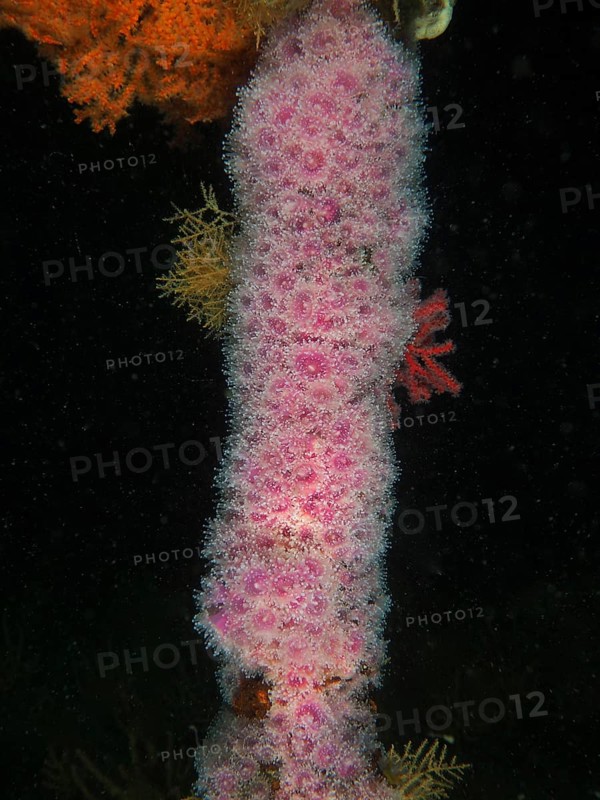 Strawberry anemone