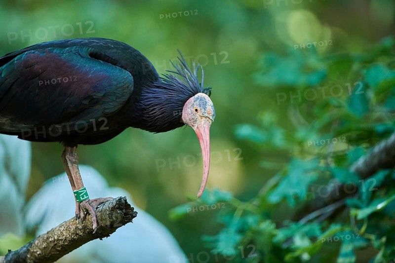 Northern bald ibis