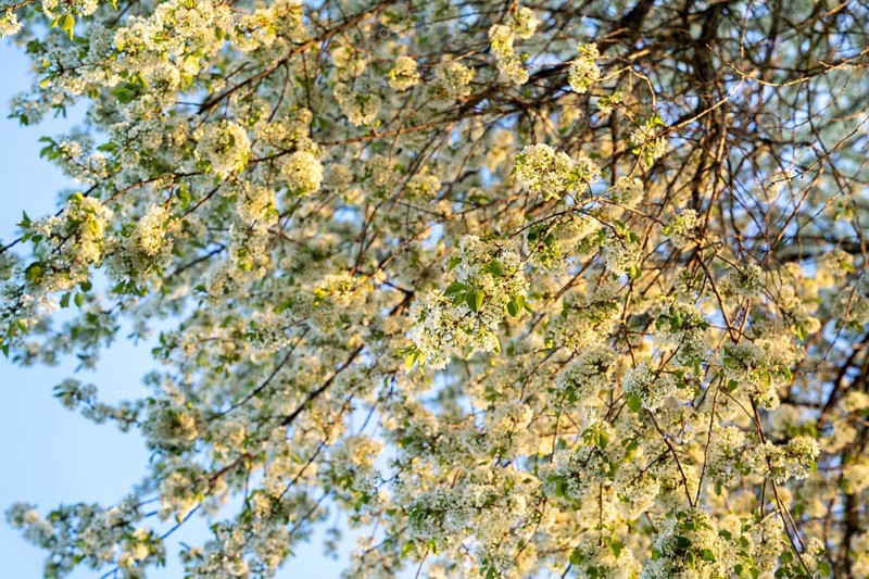 Branches of a white flowering rock cherry
