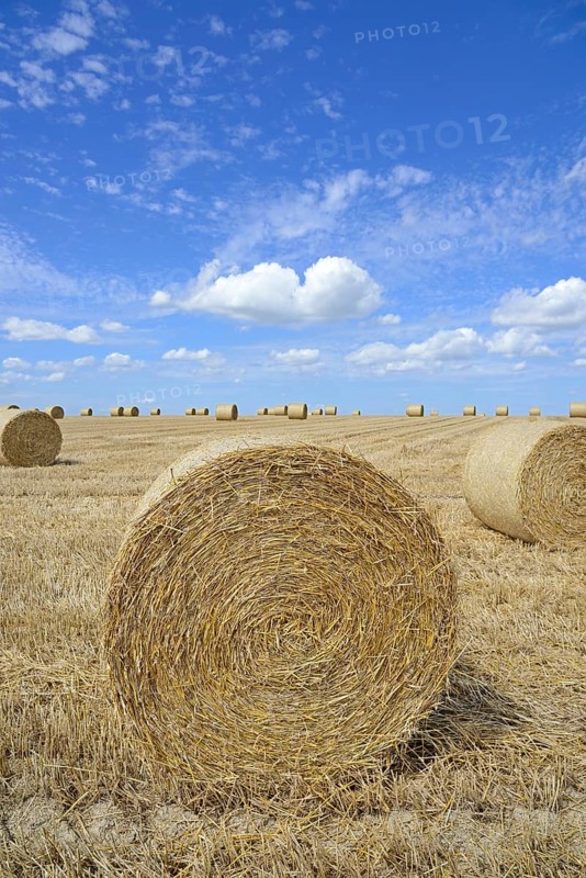 Grain field