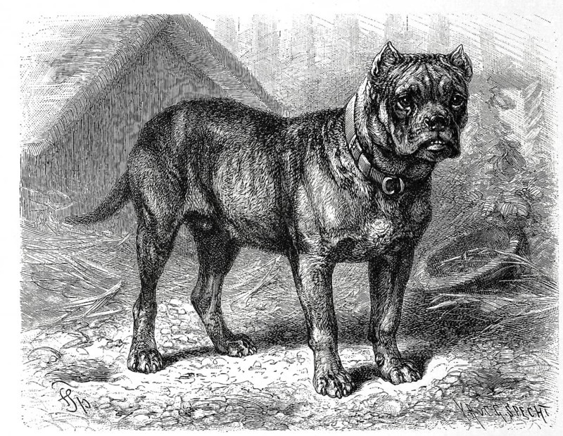 Bullbiter molossus hibernicus