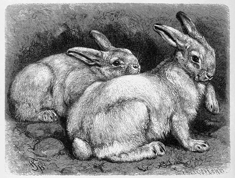 Alpine hare or snow hare