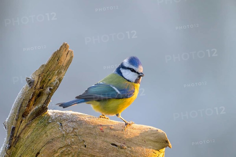 Blue tit