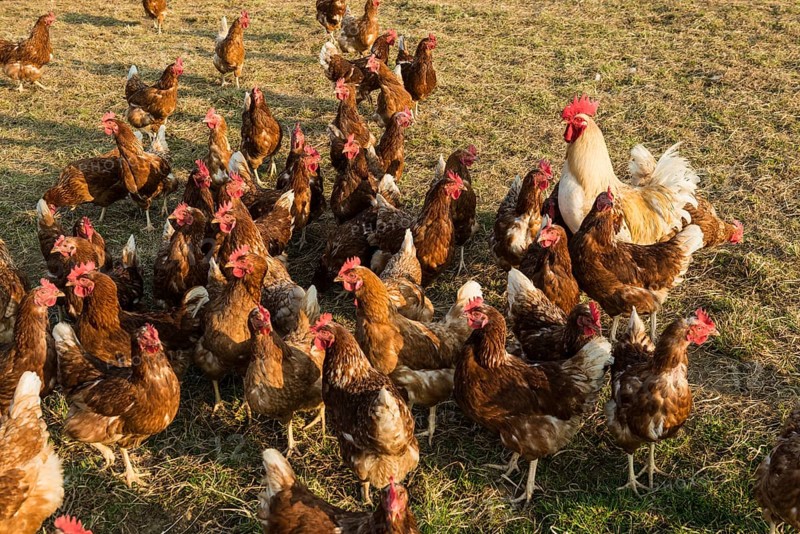 Free-range chickens