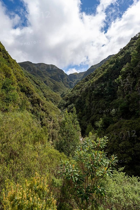 Wooded mountains