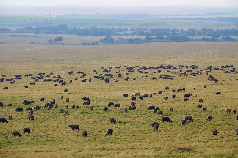 African buffalo