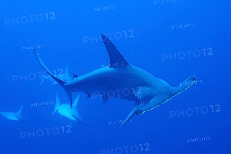 Scalloped hammerheads