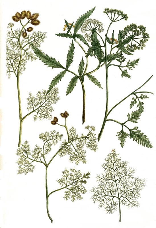 Botany