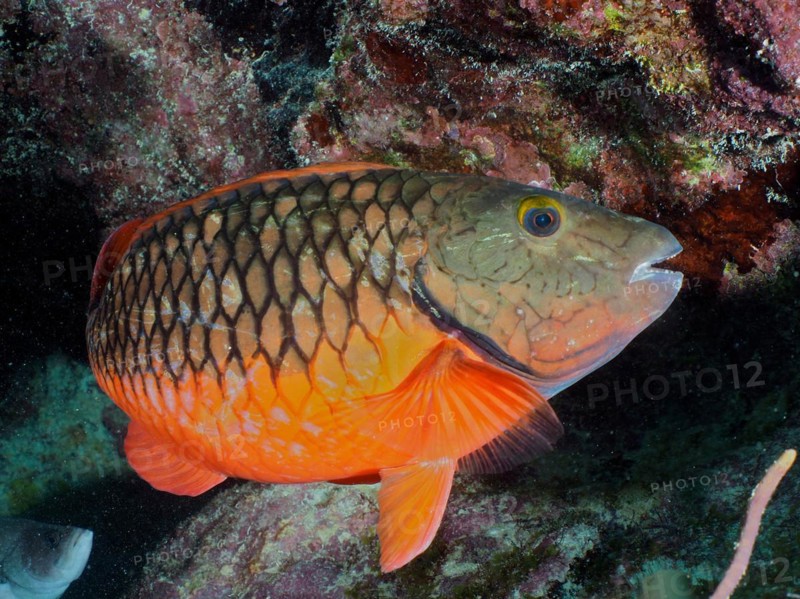 Stoplight parrotfish