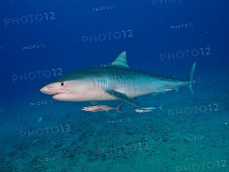Tiger shark