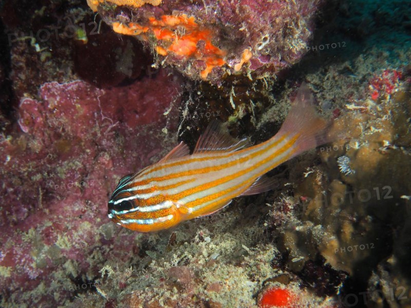 Golden-striped cardinalfish