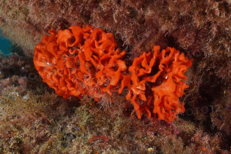 Orange spiny sponge