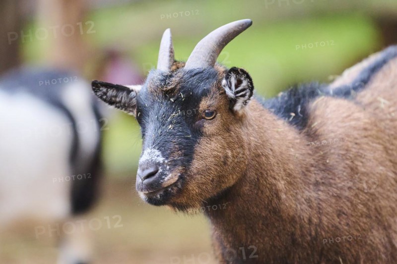Domestic goat
