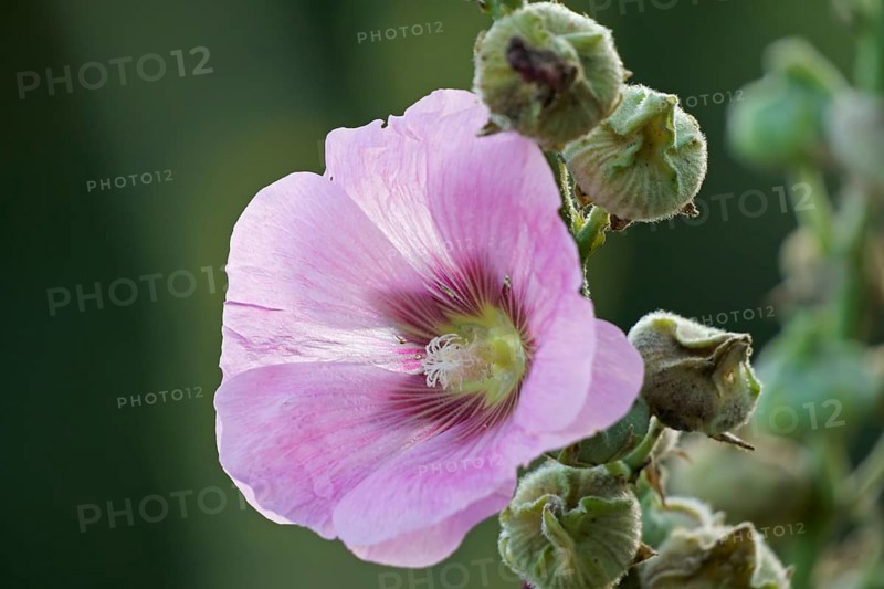 Flowering common hollyhock