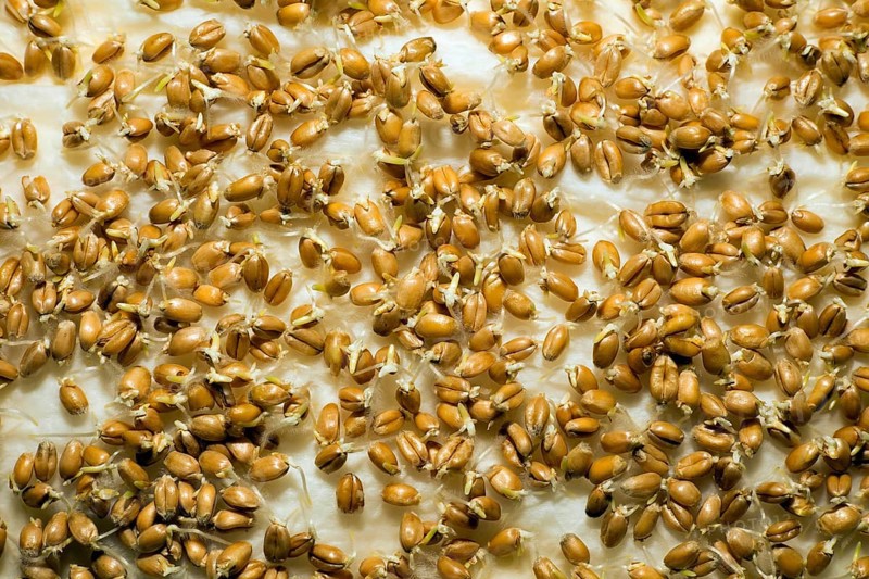Durum