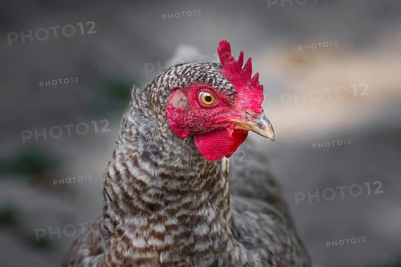 Portrait of a free-range chicken of the Blue Sparrowhawk breed