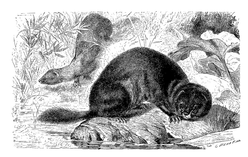 European mink