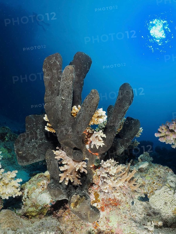 Sea sponge Erect finger sponge
