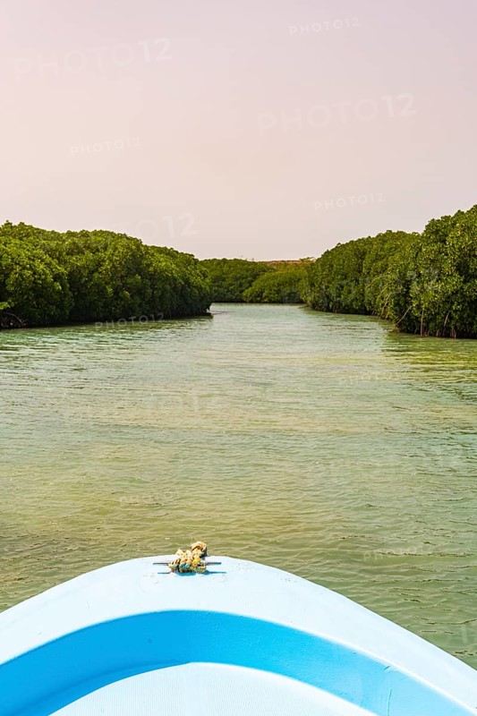 Mangrove forest