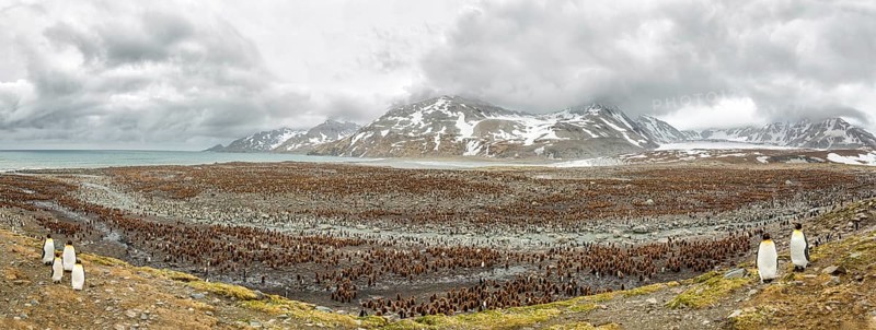 Kings penguins colony in Antarctica