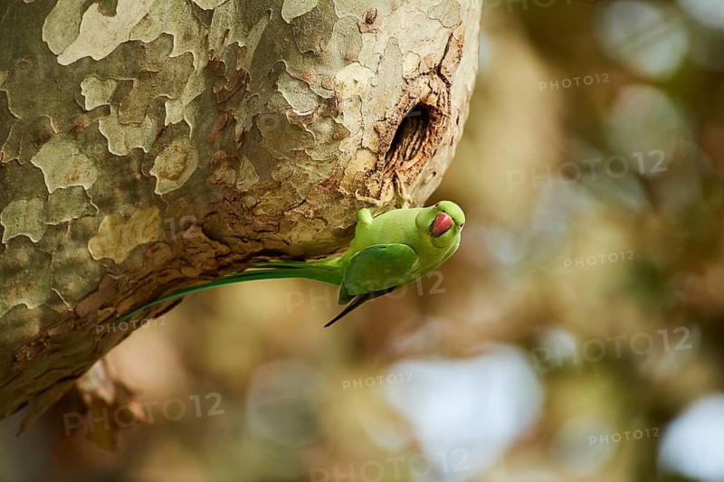 Monk parakeet
