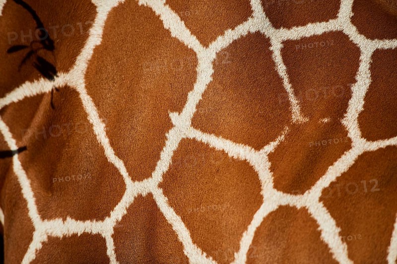 Close-up of the animal fur of a Reticulated giraffe